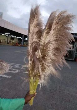 Penny gum eucalyptus plants Availability Fresh Cut Height Range 70cm To 120cm Flower Types Eucalyptus, Pampas, Olive Arrangement Style As Per Client Request - BK flora - South Africa
