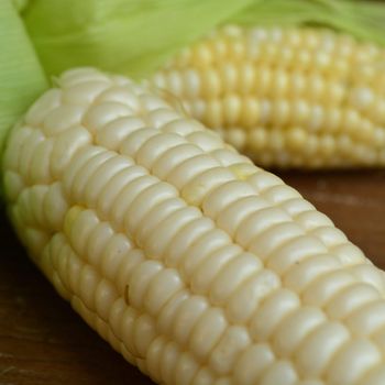 Fresh harvested White Corn ready White Corn for immediate shipment with premium quality and competitive price - malter group - Tanzania