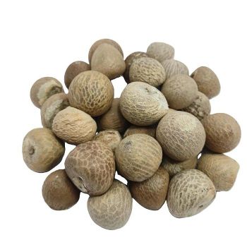 Top-quality Betel Nut bulk availability wholesale stock fresh product fast shipping assured from TRADECENTRIC LLC Top-quality Betel Nut bulk availability wholesale stock fresh product fast shipping assured - TRADECENTRIC LLC - United States