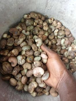 Natural Whole Raw Cashew Kernels for Gourmet Recipes Premium Snack Collections and Professional Kitchen Applications - EAST LAND PROPERTIES - Tanzania