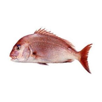 Best Quality Hot Sale Price Frozen Red Seabream Fish | Whole Red Sea Bream Fish  -  CALIPSO POLSKA SP Z OO  - Poland