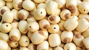 Fried Lotus Seed Calories 106 Cal Protein Content 4.9g Carbohydrate Content 21g Fat Content Less Than 1g Vitamin Content B - KIM NGHIA CO.,LTD - Vietnam