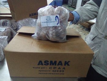 Octopus - asmakfish - Mauritania