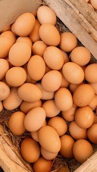 Rose Island Hatching Eggs Fertile Poultry Eggs For Incubation And Breeding For Sale from CPW TRADE LTD Rose Island Hatching Eggs Fertile Poultry Eggs For Incubation And Breeding For Sale - CPW TRADE LTD - United Kingdom
