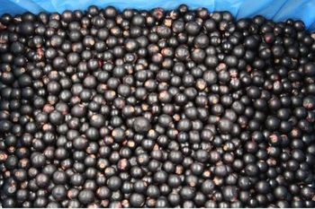 Frozen Black currant - TEVITTA LLC - Ukraine