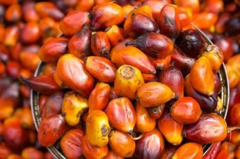 Palm nuts Color Brown Texture Hard Source Palm Trees Application Culinary And Industrial Uses Intended Use Food Processing And Oil - Ekponlineservices - Nigeria
