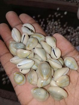 Cowrie Shells, white & yellow - KAURE TRADERS - Tanzania