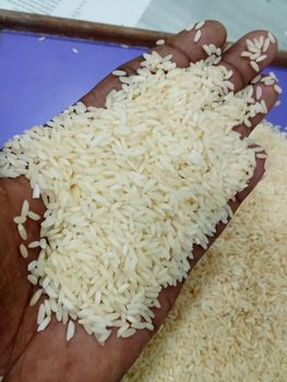 IR64 RICE - VM Internaional - India