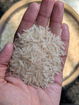 1509 White Sella Premium Basmati Rice from Pansuriya Global Private Limited 1509 White Sella Premium Basmati Rice - Pansuriya Global Private Limited - India