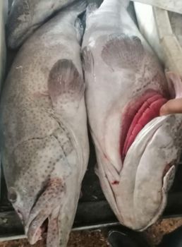 Fresh chilled spotted groper Payment Terms LC & TT Shipping Method By Air - Sea Star Fisheries - Pakistan