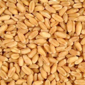 Premium Quality Whole Wheat Grain (27-28% Gluten) for Global Market. Top Quality Ukrainian Wheat. - Honest Origin Good Foodstuff Trading LLC - United Arab Emirates