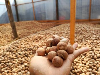 betel nut - PT Puncak Berkah Bersama - Indonesia