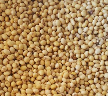 Pigeon Peas - Pamodzi (123) Agricom Limited - India