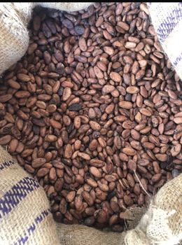 Cocoa Beans Origin Nigeria Bean Type Forastero Degree of Processing Raw - THE ENNYS TRADING COMPANY - Nigeria