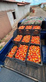 Brazilian Frozen Caju (Cashew Apple) – 100% Natural, No Additives, FDA Registered Supplier - Agro Bridge - Brazil