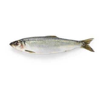 bulk suppliers herrings fish high quality whole round baltic frozen herrings fish - Exigentelaxia Unipessoal Lda - Portugal