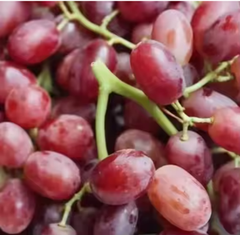 Fresh Premium Export Quality Grapes – Sweet Seedless Table Grapes for Wholesale, Supermarkets & Distributors - TRADE NEPAL LLC - United States