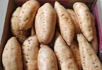 Cassava - PT BARA ATMAJAYA SUKSES - Indonesia
