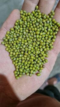green mung beans Type dried Flavor Rich Color green Texture Fresh Packaging bag Origin Uzbekistan Size Range 2.5 - 4.0 Mm - Freeze Dried Fruit LTD - Uzbekistan