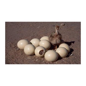 Low price ostrich eggs supplied in export grade for reliable freshness - Leta Trading sprl - Poland