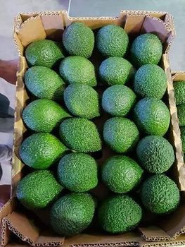 Avocados - CANEX KENYA LIMITED - Kenya
