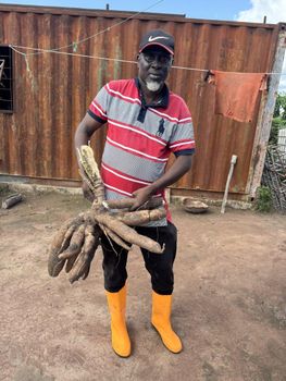 Cassava - Paramount Afric LTD - Ghana