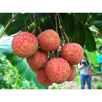 FRESH LYCHEE FRUIT - LYCHEE FRUIT - FROZEN LYCHEE FROM VIETNAM/ Ms Laura +84 91 850 9071 - VIET D.E.L.T.A INDUSTRIAL CO., LTD - Vietnam