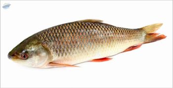 Catla Fresh Water Fish -  Jeelani Marine Products  - India