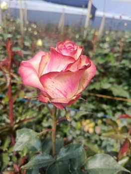 ROSAS  FRESCAS - PRIMVEL FLOWERS - Ecuador