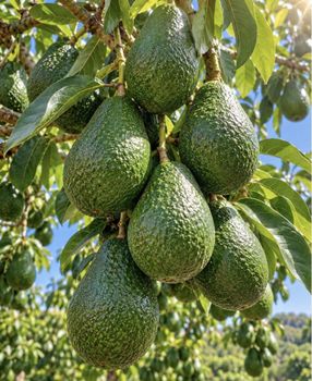 Avocados Hass - Global Food Select - Morocco
