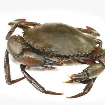 Fresh Crabs Naturally Selected Seafood With Firm Texture And Reliable Cold Storage Handling For Import Buyer - TOSOH INTERNATIONAL - South Africa