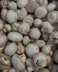 Fresh Mushroom Type CIF Appearance Fresh Flavor Profile Flavorful Sourcing From Trusted Farms Harvest Method Harvested With Care - malter group - Tanzania