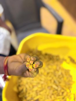 Turmeric Fingers - Angha Laxmi Exim - India