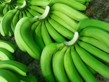 Fresh Cavendish Banana whassap +237671503419 – product photo, Fresh Cavendish Bananas products found from trusted suppliers, wholesalers, manufacturers & exporters Listing