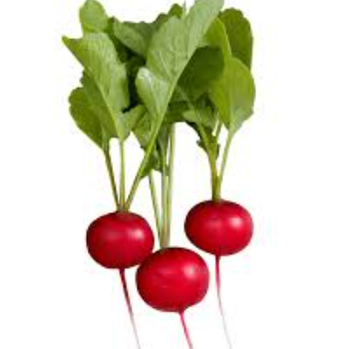New crop fresh radish Style Fresh Type Radish Brand Name - Weight (kg) 1 Model Number - Shelf Life 6 months Address South - NANJE ENTERPRISES - South Africa