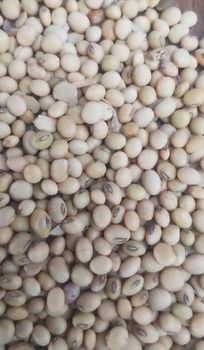 Soybean seeds Port Apapa Origin Nigeria Packaging 50kg PP bags Features GMO-Free, Organic Packaging Size > 5 kg to 10 kg - Ascot Agro and Food Processing Ltd - Nigeria