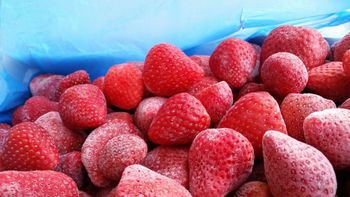 Premium IQF Frozen Strawberry Bulks Grade A Color Vibrant Quality Premium Flavor Naturally Sweet Packaging 10 KG pack in cartoon - Int'l Delta Center for Export - Egypt