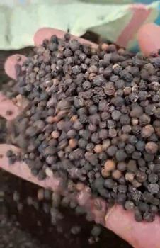 Blackpepper Form Whole Origin Indonesia Delivery Form Bag Features Fair Trade - CV. Sekawan Cipta Dinar - Indonesia