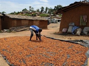 Cocoa beans – product photo, Fermented Cocoa Beans products found from trusted suppliers, wholesalers, manufacturers & exporters Listing