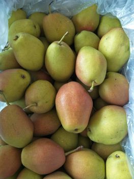 Fresh Red Fragrant Crisp Pears for Premium Global Markets Grade A Taste Sweet Size 150g up Quality Clean Storage Type 0 Shape Round-to-oval - Super vegetables and fruits CO - China