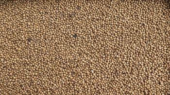 Coriander seeds whole - Agros-98 AD - Bulgaria