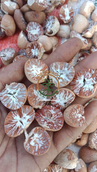 BETEL NUT / ARECA NUT / SUPARI Impurity 1 % Origin Indonesia Moisture Max. 5 % Type Whole & Split Color Natural Brown Quality 90/95, - PT BORNEO NIAGA DUNIA - Indonesia