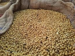 Premium Grade Non-GMO Soybeans Great for Soy Milk and  Organic Non-Certified 2016 - Balingi Trading Company (PTY) Ltd - South Africa