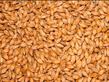 Malt Barley Bulk Supply With Competitive Wholesale Price For Global Buyers - MASI TRADING GMBH - Germany
