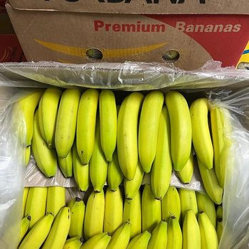 HEALTHY DOLE BANANA CAVENDISH PREMIUM GREEN/YELLOW BANANAS 13Kg from Sosa Merchant Solutions HEALTHY DOLE BANANA CAVENDISH PREMIUM GREEN/YELLOW BANANAS 13Kg - Sosa Merchant Solutions - Austria