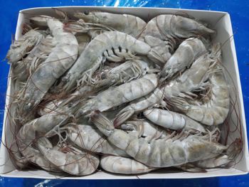 Frozen Black Tiger Shrimp with HIGH QUALITY  Hot Seller - Seafood / Value-added Whole Black tiger Shrim - TRADECENTRIC LLC - United States