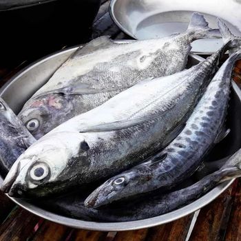 Frozen Mackerel Fish Premium Seafood Resource With Natural Omega 3 Content And Hygienic Frozen Handling Standards - TOSOH INTERNATIONAL - South Africa