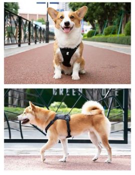 Pet Accessories New Hot 2024 Dog Accessories Luxury Neophrne Dog Products Sublimation OEM Pet Supplies - Dongguan Inchol Pet Products Co., Ltd. - China