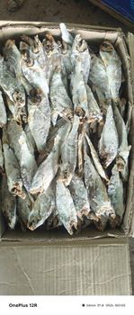 Dried Fish - G J I EXPORTS  - India