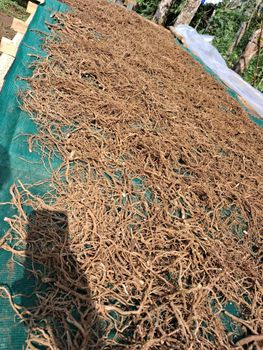 Kava Roots - Tove Foods - Australia